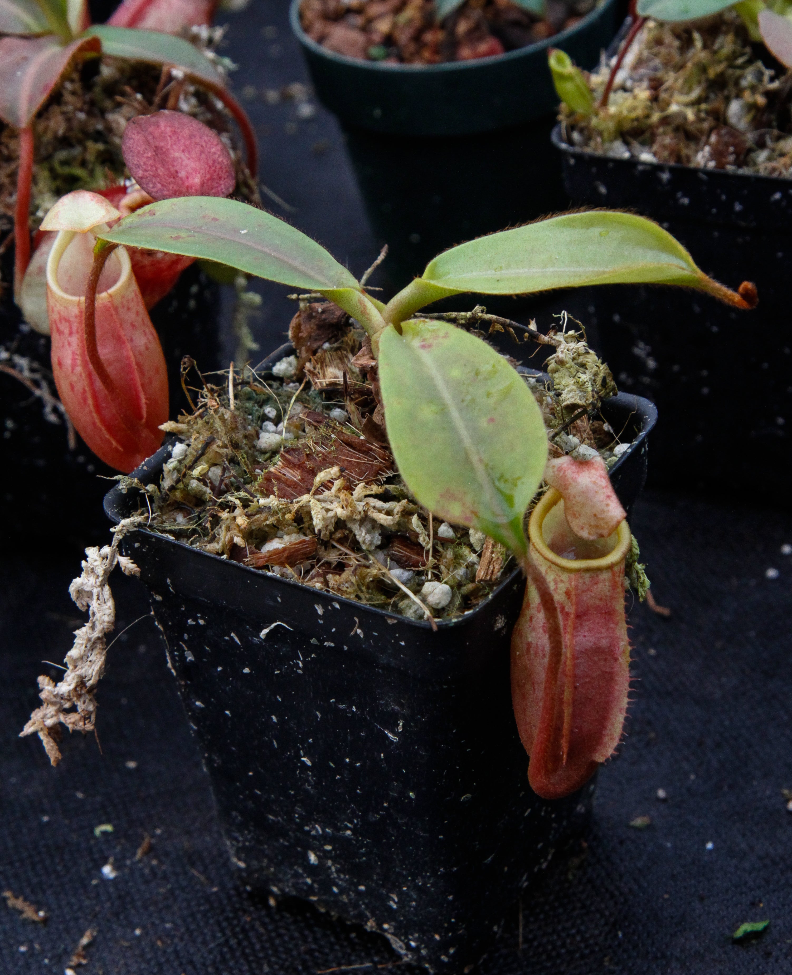 Nepenthes veitchii x mira BE-3696 – Carnivero