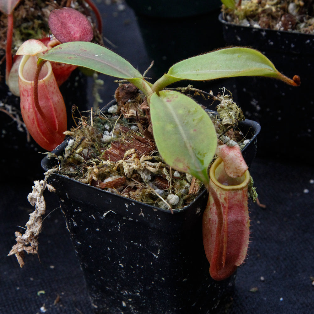 
                      
                        Nepenthes veitchii x mira BE-3696
                      
                    