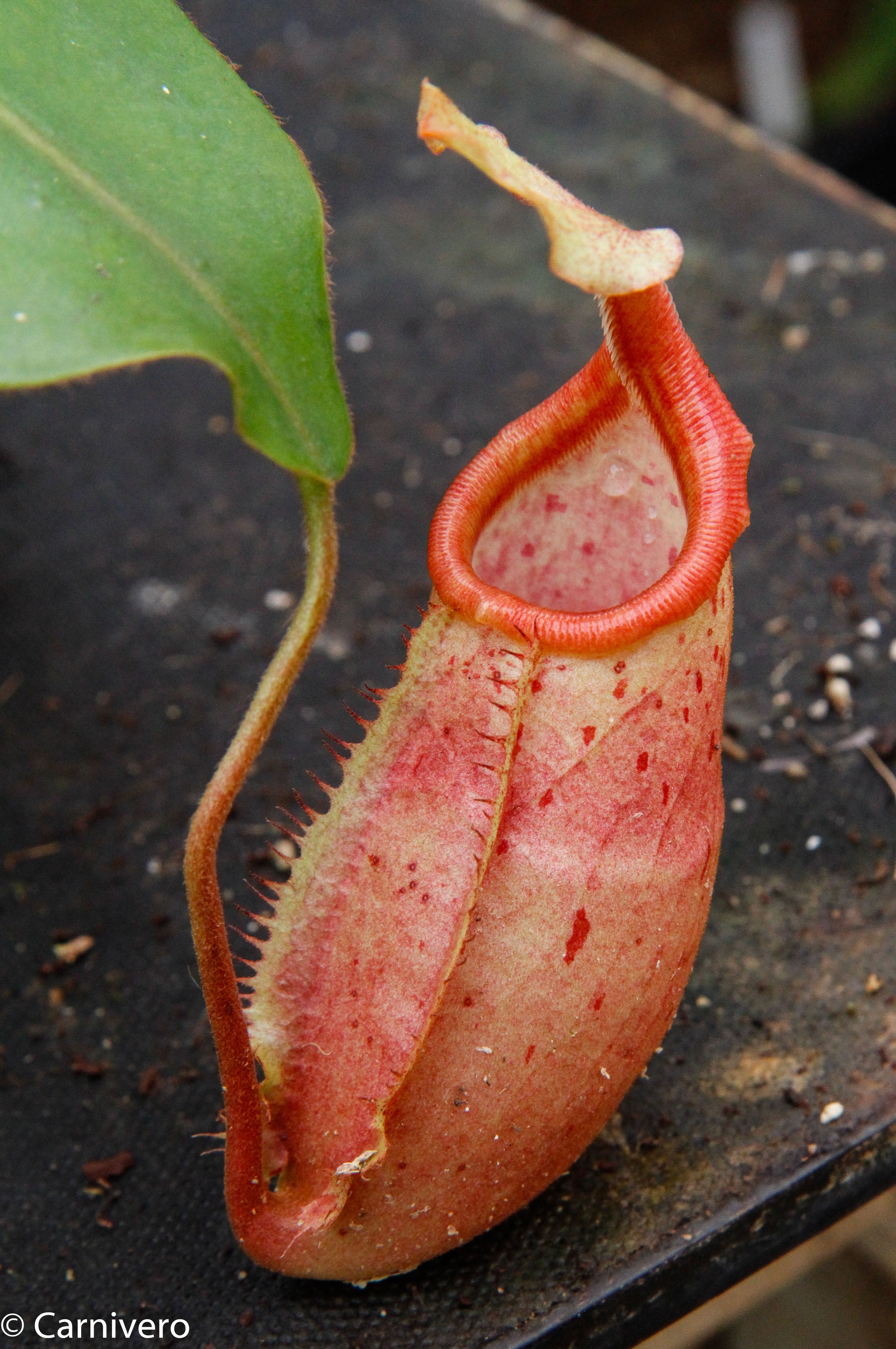 ペペジュン Nepenthes veitchii x mira BE-3696 – Carnivero