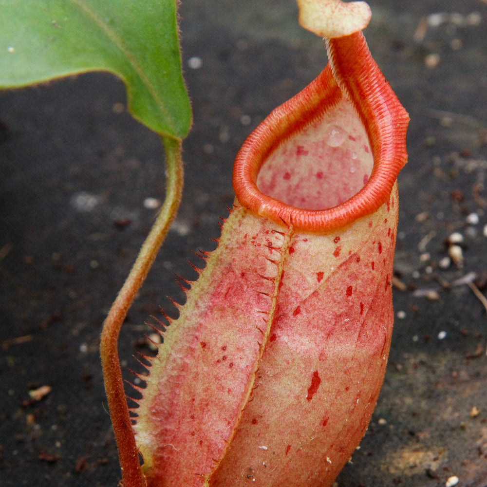 
                      
                        Nepenthes veitchii x mira BE-3696
                      
                    