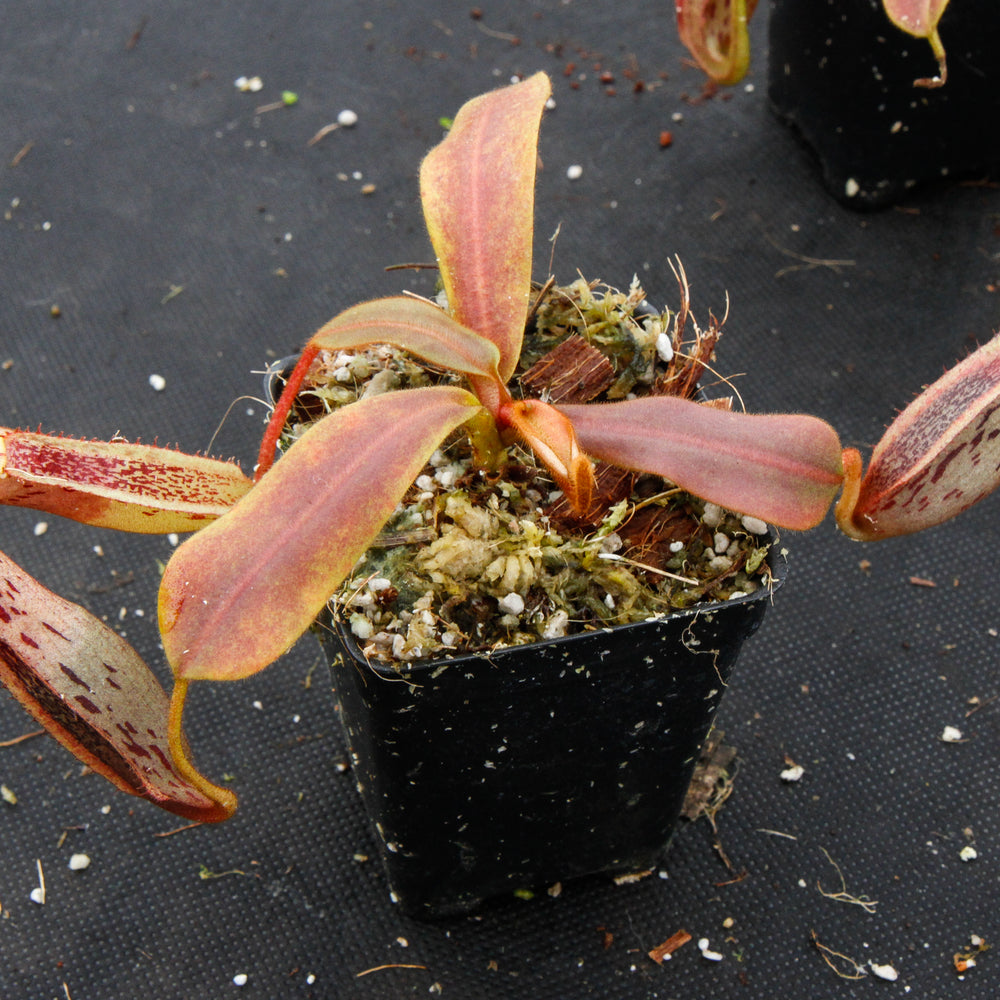 Nepenthes veitchii x platychila, BE-3213