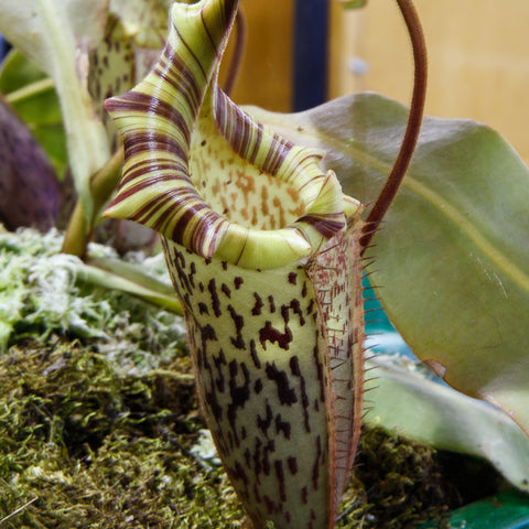 Close-up of Nepenthes veitchii x platychila BE-3213 pitcher with striped green and purple peristome and speckled lower body in a mossy pot