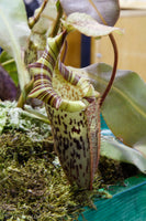 Nepenthes veitchii x platychila, BE-3213