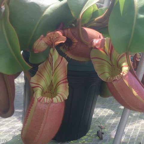 Nepenthes veitchii Akazukin x Bareo striped pitcher plant with pink and green striped traps.
