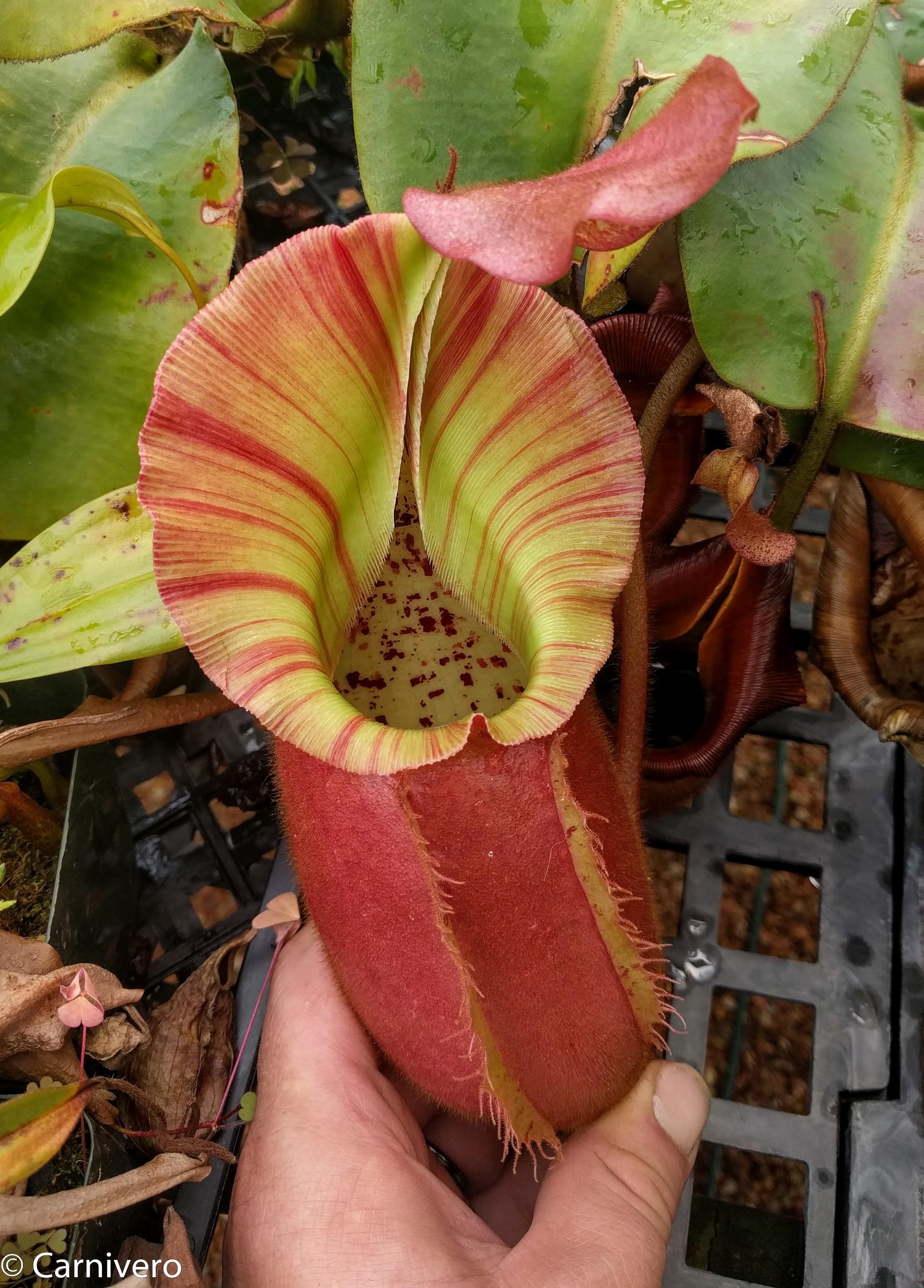 Nepenthes veitchii (selected clones) – Carnivero
