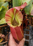 Nepenthes veitchii (selected clones)