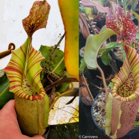Two views of Nepenthes veitchii k x eymae x veitchii hybrid pitcher plant showing striped yellow green peristome and red speckled hood