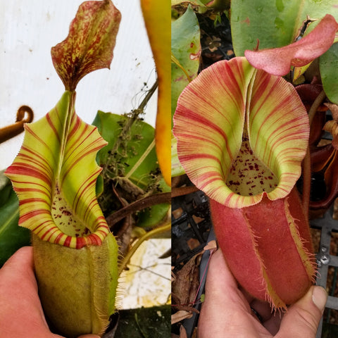 Collage of Nepenthes veitchii x Pink Candy Cane pitcher plants with lime green bodies and striped red lips