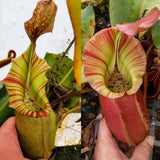 Nepenthes veitchii ((k) x Pink Candy Cane), CAR-0253