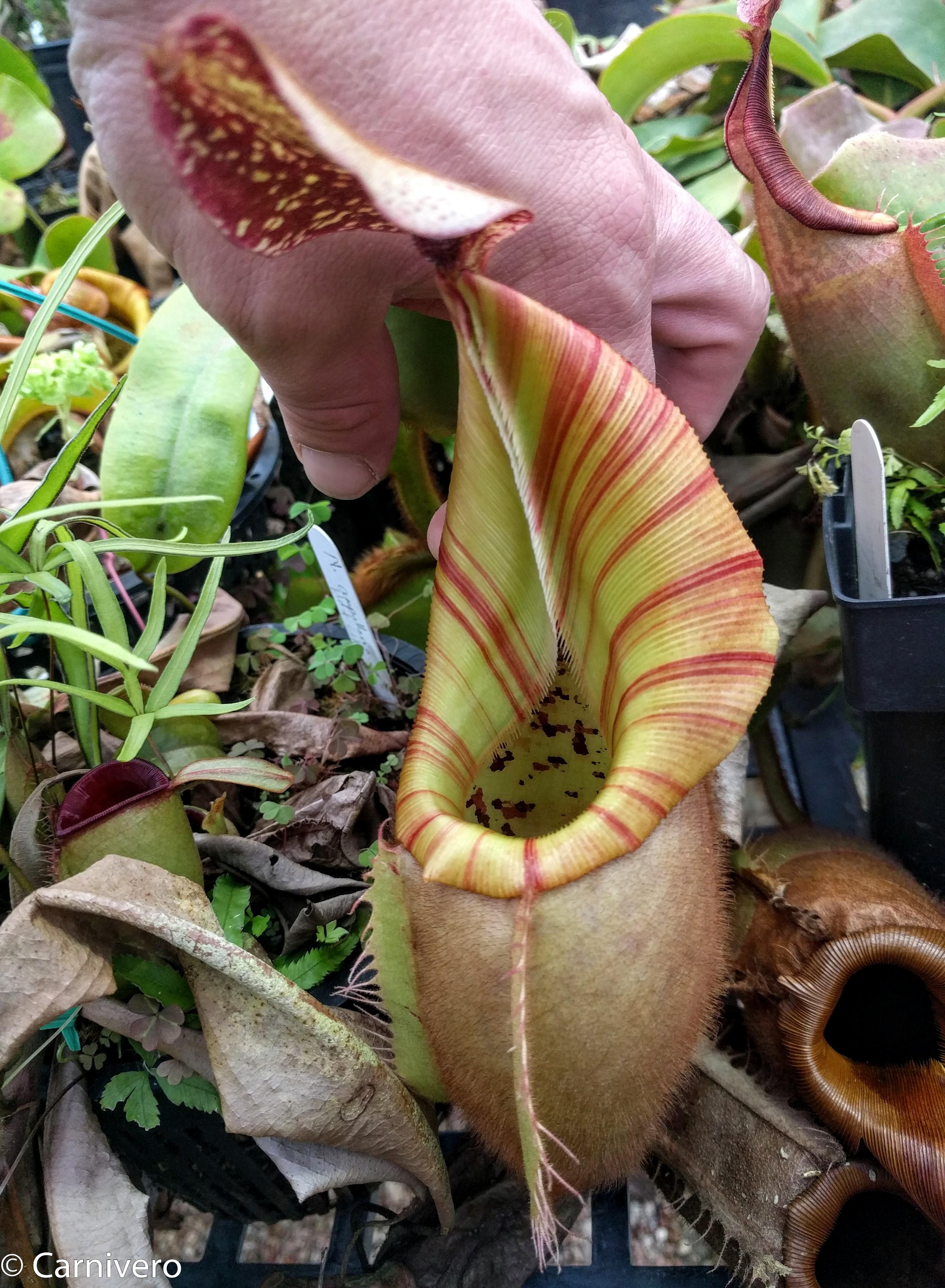 Nepenthes veitchii (selected clones) – Carnivero