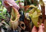 Nepenthes veitchii "Big Mama" x platychila "white", CAR-0031