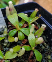 Nepenthes veitchii (#5 x "Pink Candy Cane"), CAR-0102