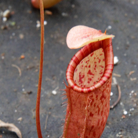 Mature red Nepenthes ventricosa x (spectabilis x northiana) pitcher with striped rim and curling tendril.