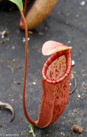 Nepenthes ventricosa x (spectabilis x northiana)