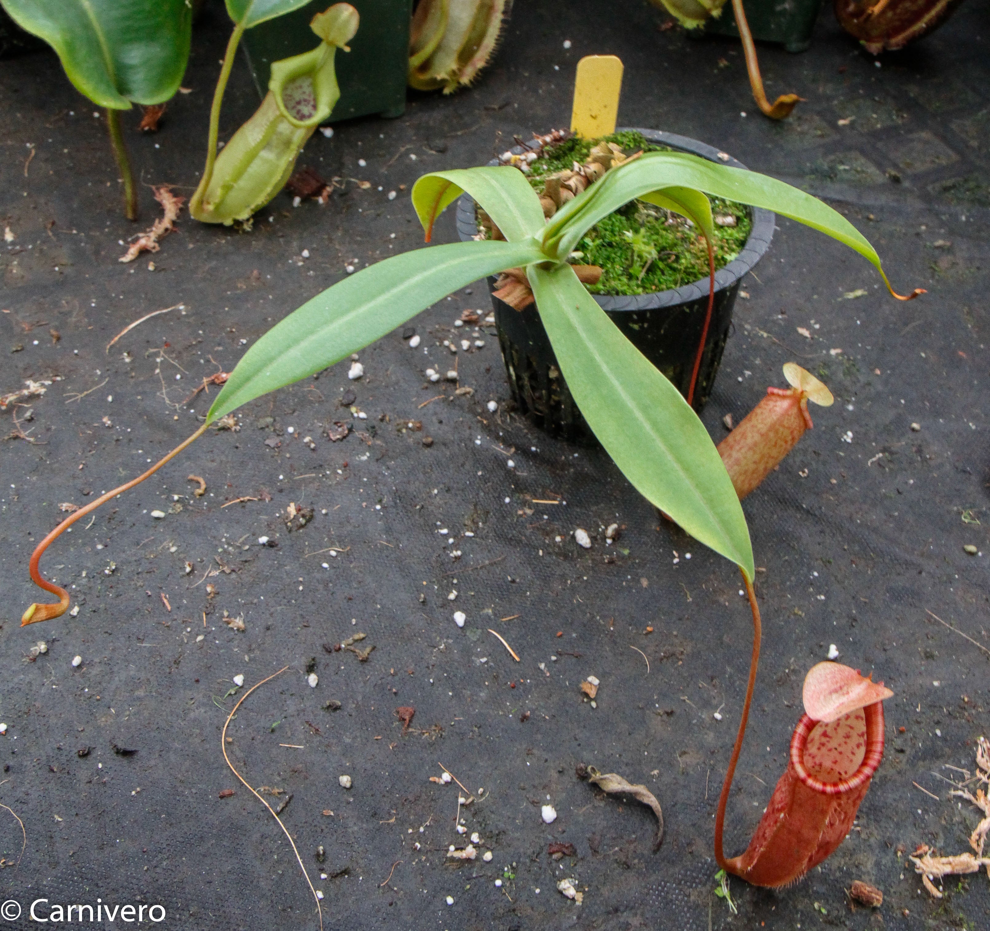 Nepenthes ventricosa x (spectabilis x northiana) – Carnivero