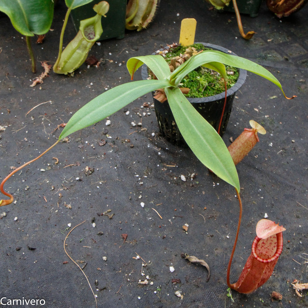 
                      
                        Nepenthes ventricosa x (spectabilis x northiana)
                      
                    