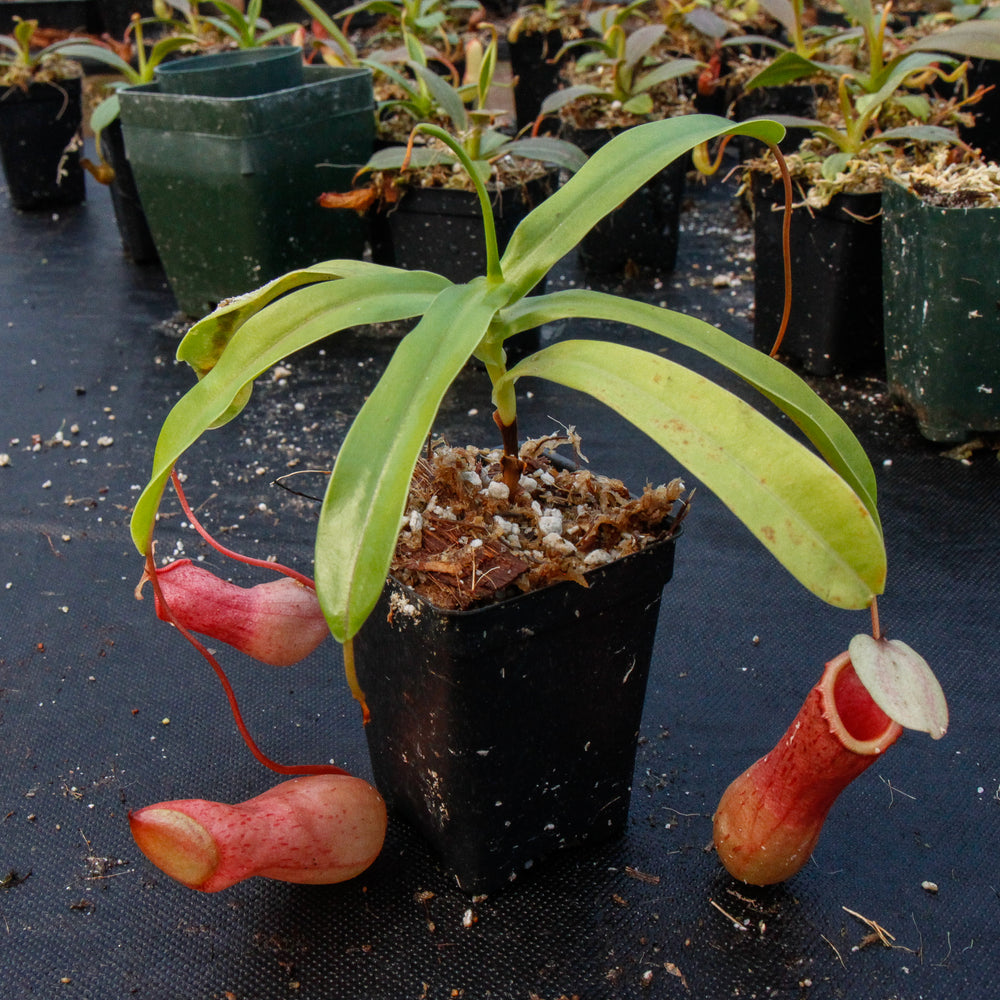 Nepenthes ventricosa red, pitcher plant, carnivorous plant, collectors plant, large pitchers, rare plants 