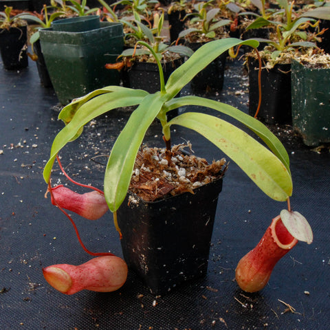 Nepenthes ventricosa red plant in a black pot with long green leaves and a pink pitcher