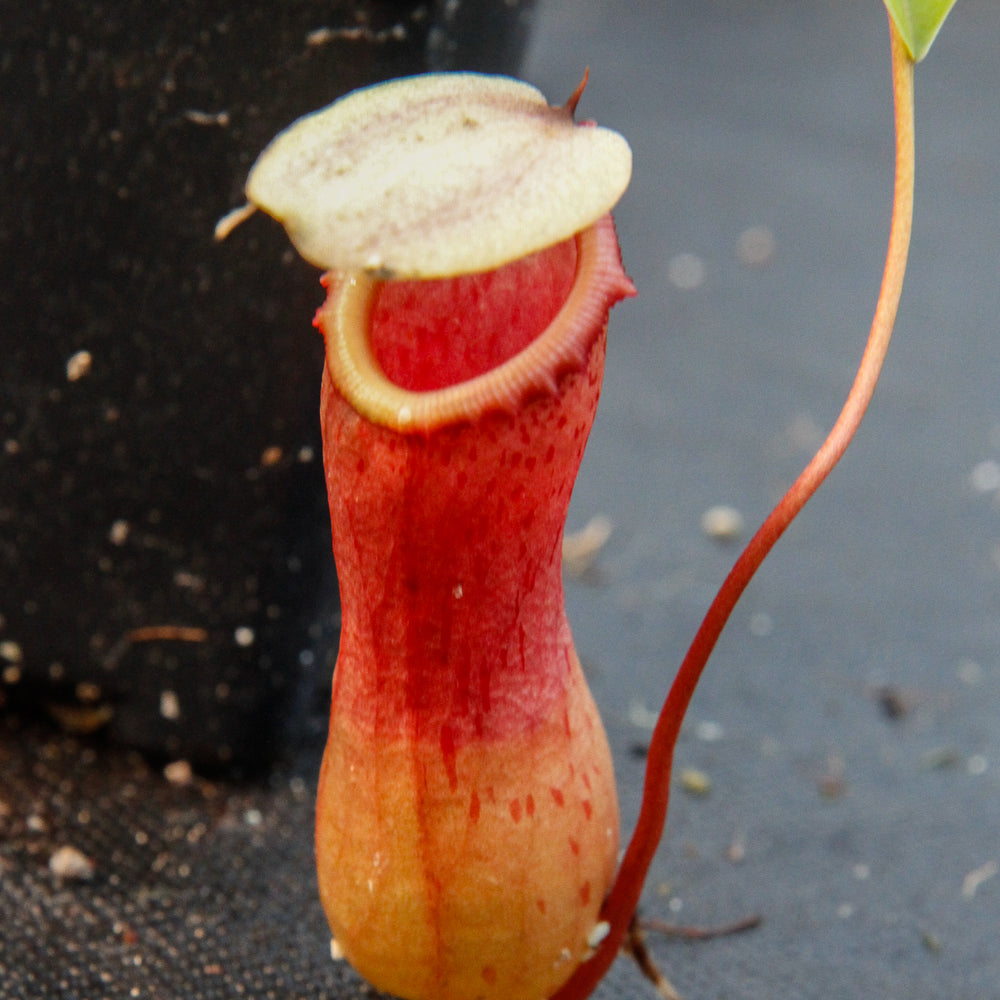 Nepenthes ventricosa red, pitcher plant, carnivorous plant, collectors plant, large pitchers, rare plants 
