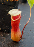 Nepenthes ventricosa red