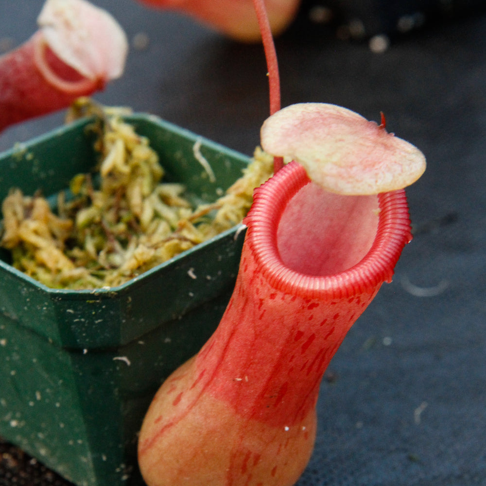 
                      
                        Nepenthes ventricosa red, pitcher plant, carnivorous plant, collectors plant, large pitchers, rare plants 
                      
                    