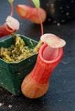 Nepenthes ventricosa red