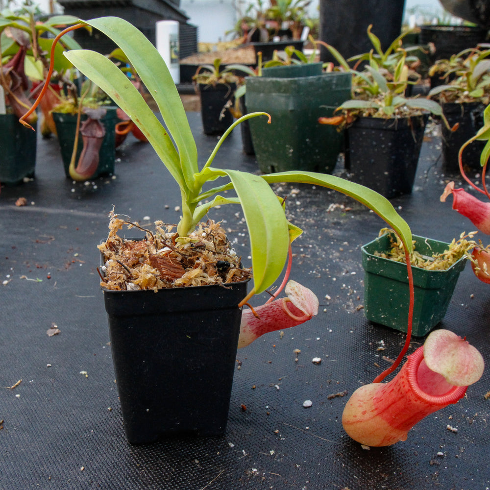 
                      
                        Nepenthes ventricosa red, pitcher plant, carnivorous plant, collectors plant, large pitchers, rare plants 
                      
                    