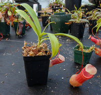 Nepenthes ventricosa red, pitcher plant, carnivorous plant, collectors plant, large pitchers, rare plants 