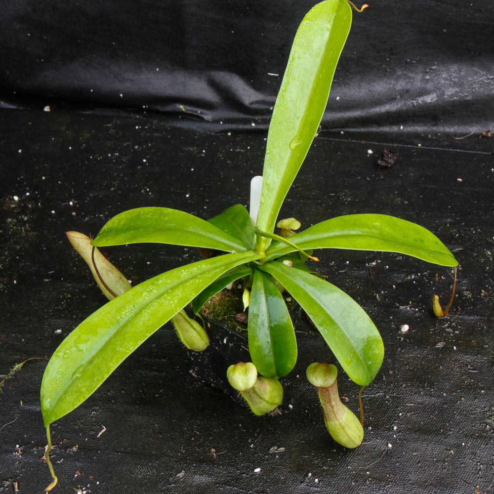
                      
                        Nepenthes ventricosa (Denver x (k)), CAR-0027
                      
                    