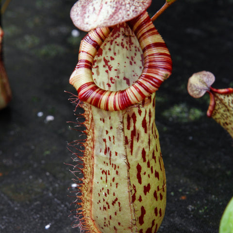 Close up of a Nepenthes ventricosa Denver x spectabilis Giant pitcher plant showing a pale cream body with red speckles and a bright red striped peristome.