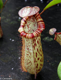 Nepenthes ventricosa "Denver" x spectabilis "Giant", CAR-0022