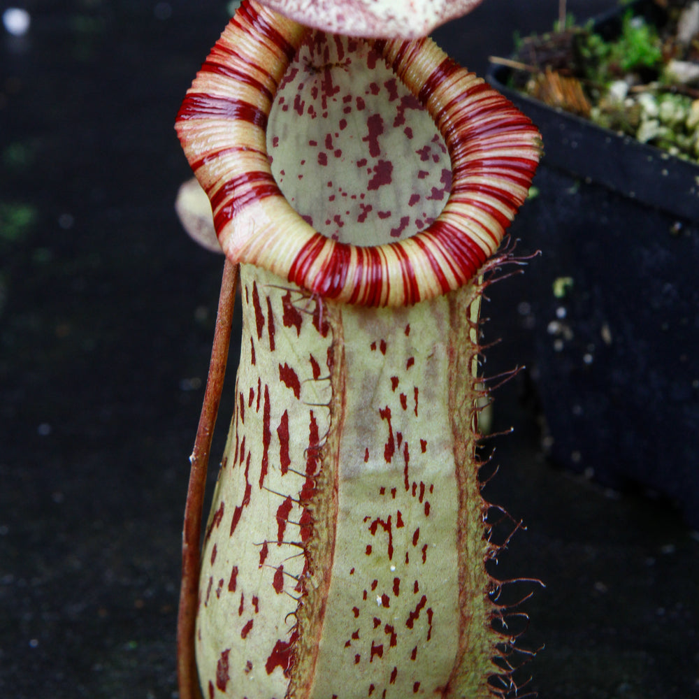 Nepenthes ventricosa "Denver" x spectabilis "Giant", CAR-0022