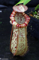 Nepenthes ventricosa "Denver" x spectabilis "Giant", CAR-0022