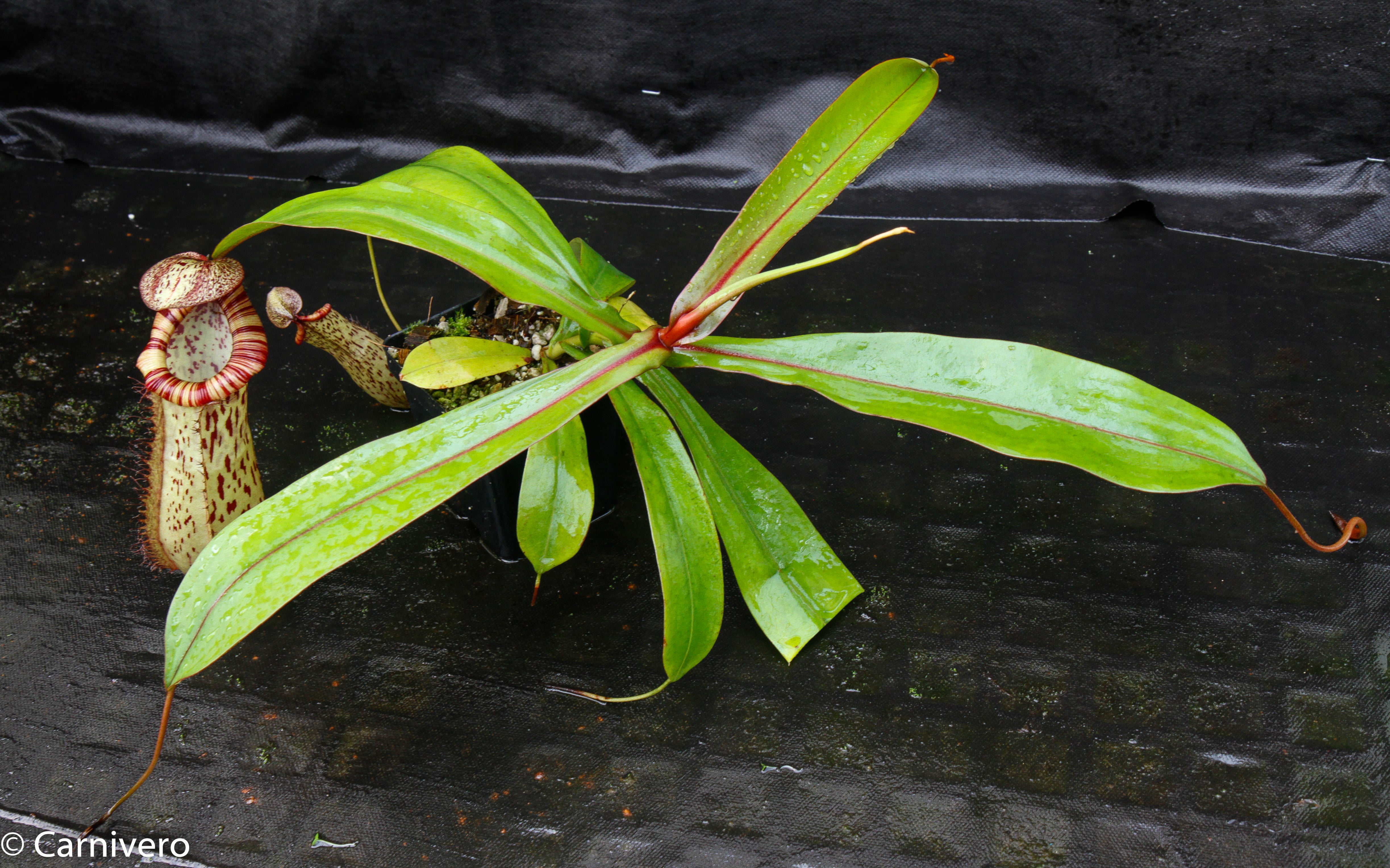 Nepenthes ventricosa 