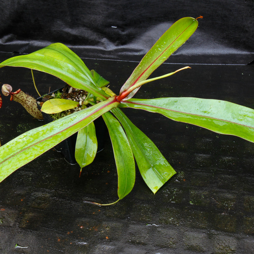 
                      
                        Nepenthes ventricosa "Denver" x spectabilis "Giant", CAR-0022
                      
                    