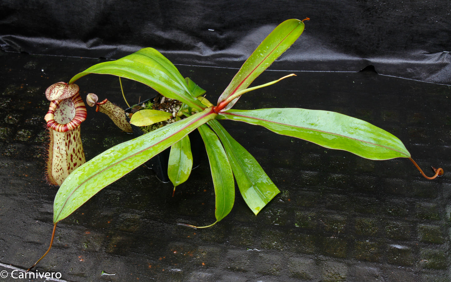 Nepenthes ventricosa 