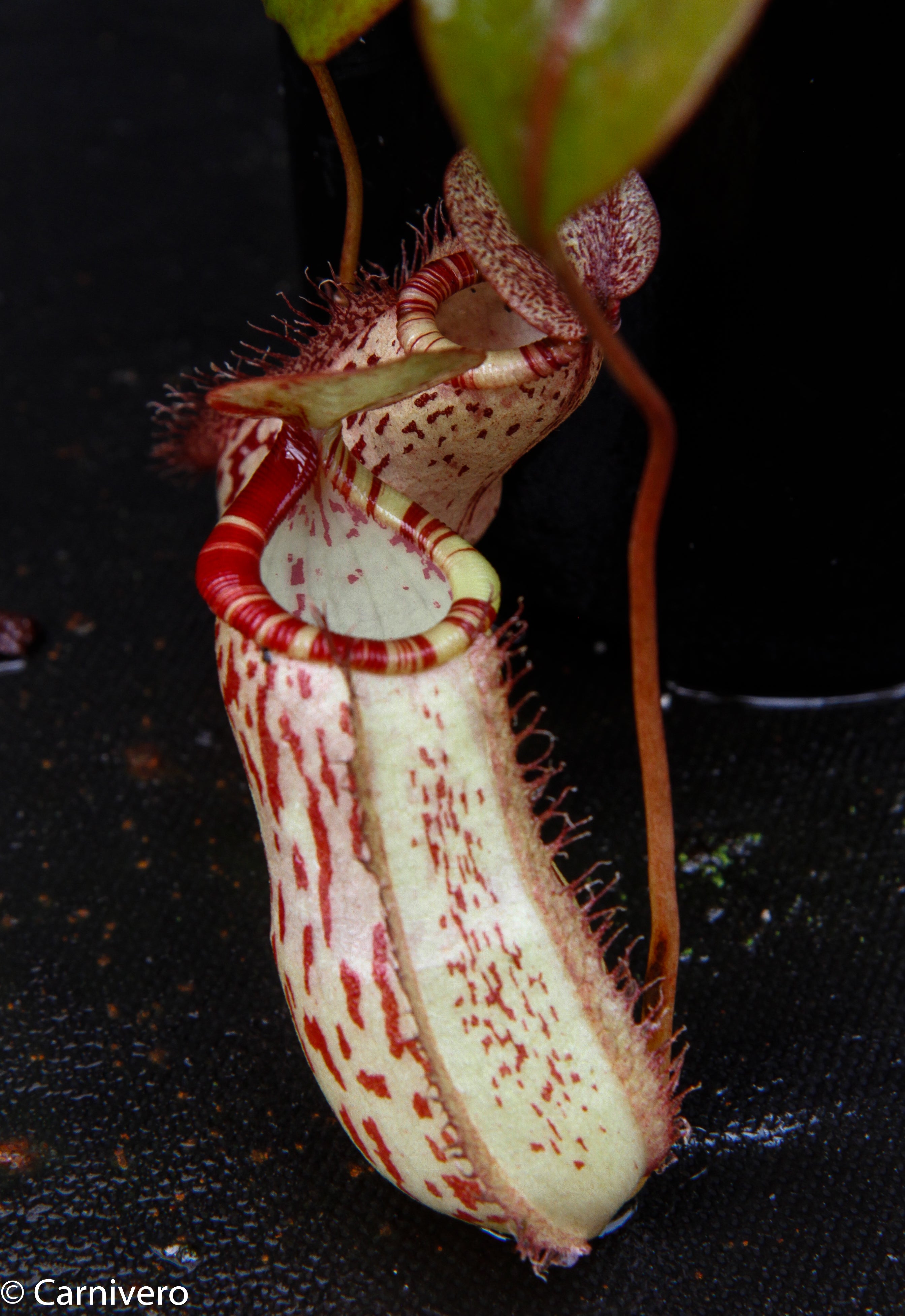Nepenthes ventricosa 