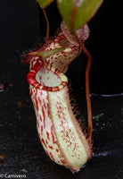 Nepenthes ventricosa "Denver" x spectabilis "Giant", CAR-0022