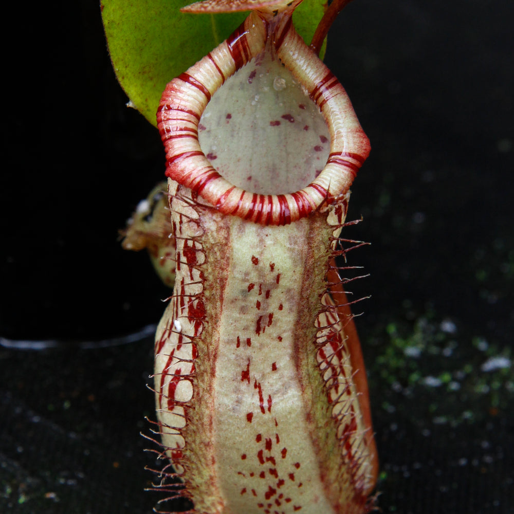 
                      
                        Nepenthes ventricosa "Denver" x spectabilis "Giant", CAR-0022
                      
                    
