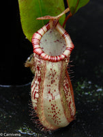 Nepenthes ventricosa "Denver" x spectabilis "Giant", CAR-0022