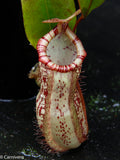 Nepenthes ventricosa "Denver" x spectabilis "Giant", CAR-0022