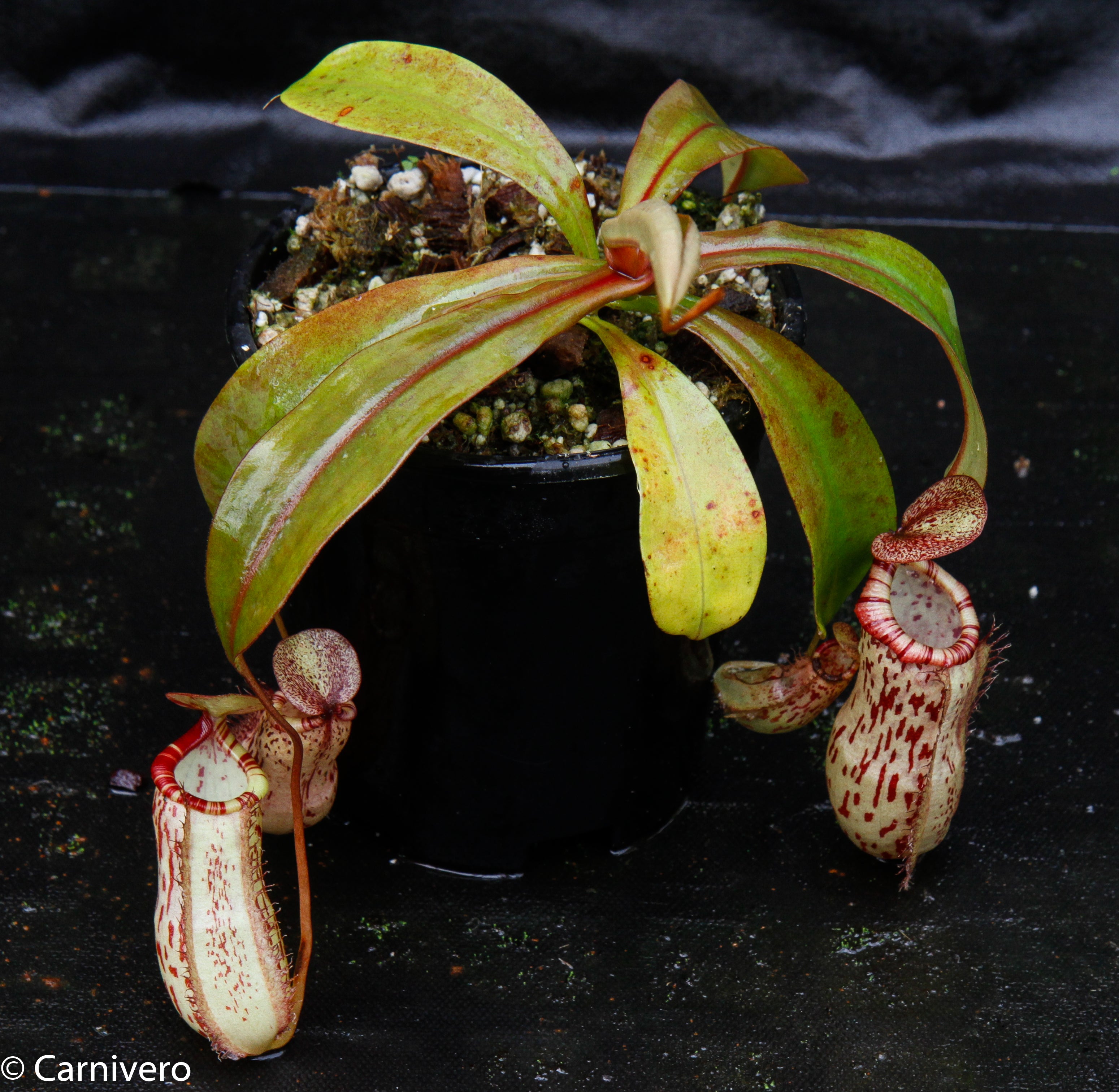 Nepenthes ventricosa 