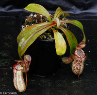 Nepenthes ventricosa "Denver" x spectabilis "Giant", CAR-0022