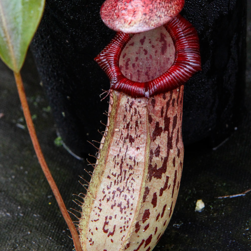 
                      
                        Nepenthes ventricosa "Denver" x spectabilis "Giant", CAR-0022
                      
                    