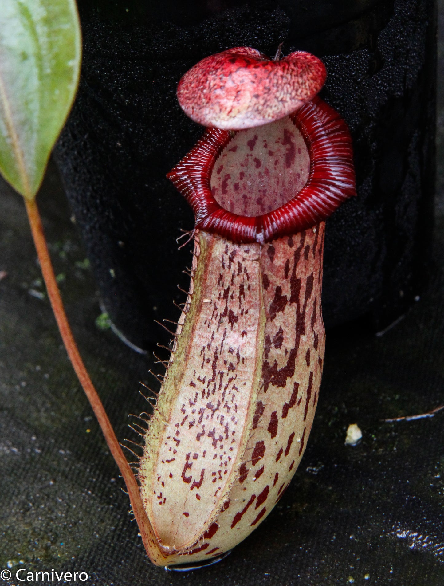 Nepenthes ventricosa 