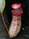 Nepenthes ventricosa "Denver" x spectabilis "Giant", CAR-0022