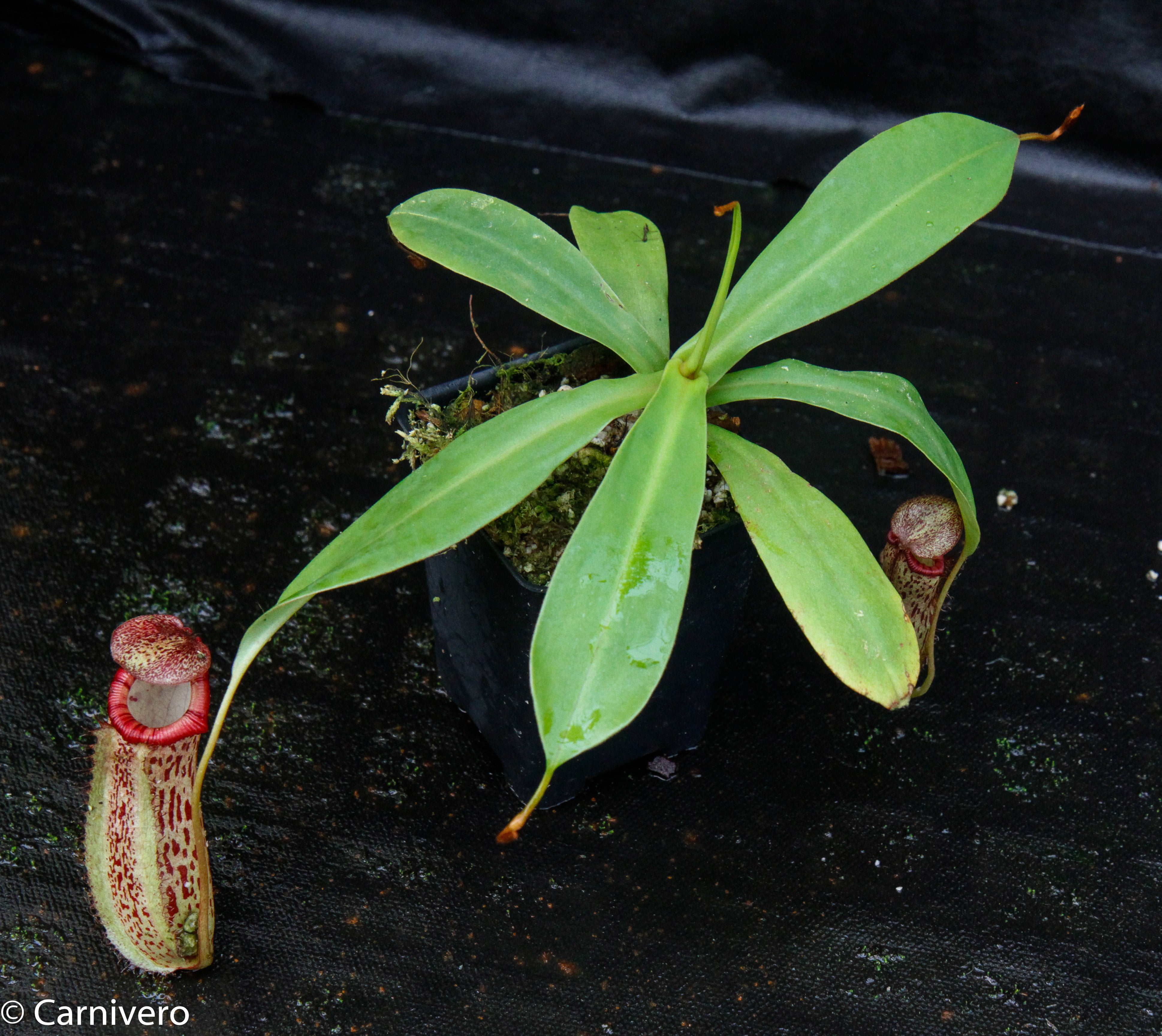 Nepenthes ventricosa 