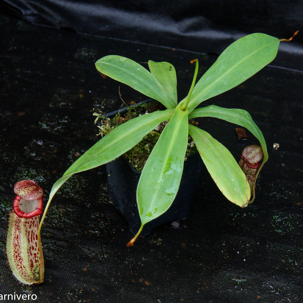 
                      
                        Nepenthes ventricosa "Denver" x spectabilis "Giant", CAR-0022
                      
                    