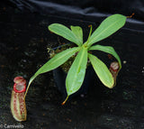 Nepenthes ventricosa "Denver" x spectabilis "Giant", CAR-0022