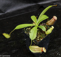 Nepenthes ventricosa "Denver" x spectabilis "Giant", CAR-0022